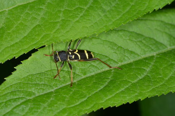 Echte Widderbock, Clytus arietis