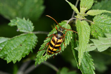 Goldhaarige Halsbock, Leptura aurulenta