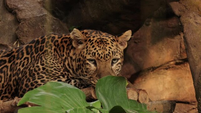 Wild male leopard portrait or panther or panthera pardus hanging on tree eyeing on safari vehicles in natural winter green background in tropical rainforest. Wild predator animals in natural habitat.