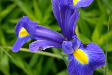 Irisrüssler, Mononychus punctumalbum