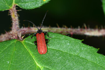 Rotdeckenkäfer,  Platycis minutus