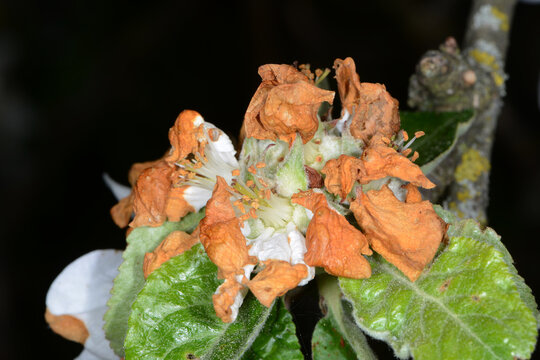 Apfelbl&uuml;tenstecher,  Anthonomus pomorum L.