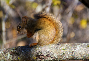 Watchful Moment of a Red Squirrel in Autumn Light