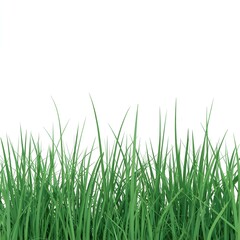 Obraz premium green grass isolated on white