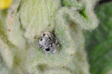 Weißschildige Braunwurzschaber,  Cionus scrophulariae