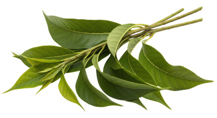 Isolated Green Leaves