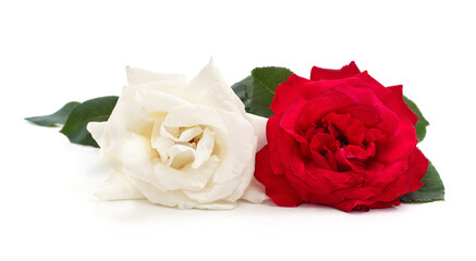 White and red roses.