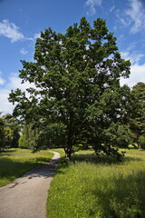 Giant oak tree in public park in Vrchlabi in Czech republic

