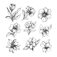 Elegant Hand Drawn Flower Collection Botanical Line Art Set
