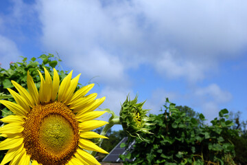 Closeup of an annual sunflower (Helianthus annuus) in a garden setting, with room for type