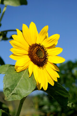 Closeup of an annual sunflower (Helianthus annuus)