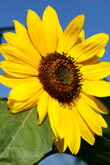 Closeup of an annual sunflower (Helianthus annuus)