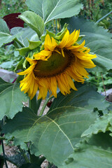 Annual sunflower 'Dwarf Incredible' dropping pollen on a leaf