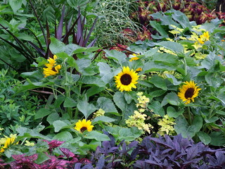 Garden with a variety of colorful annuals, including dwarf sunflowers (Helianthus annuus 'Sunny Smile')