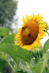 Bumblebees pollinating an annual sunflower (Helianthus annuus 'Sunspots')