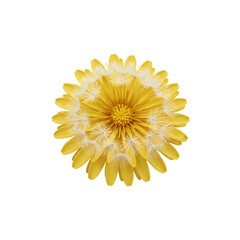 Vibrant Yellow Flower with White Feathery Details on Transparent