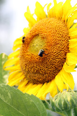 Bumblebees pollinating an annual sunflower (Helianthus annuus 'Sunspots')