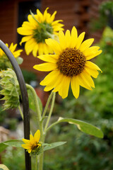 Closeup on a multi-flowered (polyhead) annual sunflower (Helianthus annuus 'Sunspots')