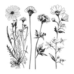 Hand Drawn Wildflowers and Botanical Sketches Vector Illustration