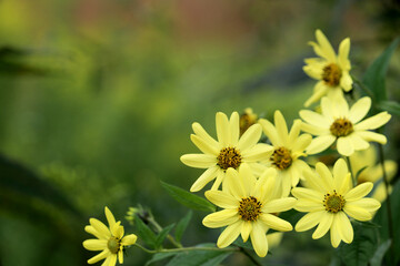 Closeup of the light yellow flowers of 'Lemon Queen' perennial sunflower (Helianthus), with room for type