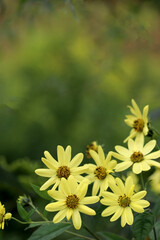 Closeup of the light yellow flowers of 'Lemon Queen' perennial sunflower (Helianthus), with room for type