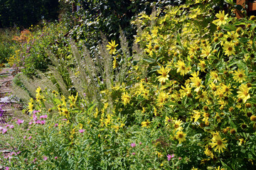 Perennial sunflower 'Lemon Queen' (Helianthus) in a garden setting