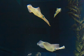 Bigfin reef squid (Sepioteuthis lessoniana) under water