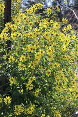 Perennial sunflower 'Lemon Queen' (Helianthus) in a garden setting