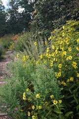 Perennial sunflower 'Lemon Queen' (Helianthus) in a garden setting