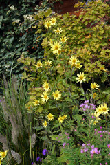 Perennial sunflower 'Lemon Queen' (Helianthus) in a garden setting