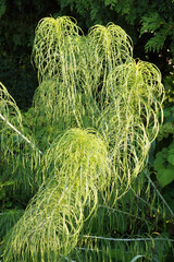 The fine-textured foliage of perennial willowleaf (willow-leaved) sunflower (Helianthus maximiliani)