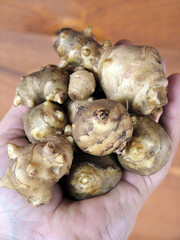 Closeup of the edible tubers of sunchoke or Jerusalem artichoke (Helianthus annuus)