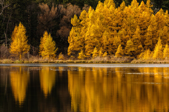 Autumn tamaracks explode with their autumn gold along the shoreline, reflecting off Mid Lake on a late October morning within Hartman Creek State Park, Waupaca, Wisconsin