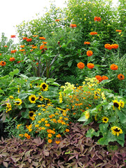 Garden with a variety of colorful annuals, including dwarf sunflowers (Helianthus annuus 'Sunny Smile')