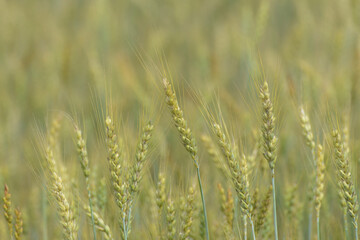 Grannenweizen, Triticum aestivum