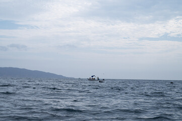 Fototapeta premium dolphins swimming in the ocean