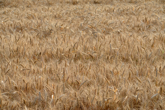Grannenweizen, Triticum aestivum