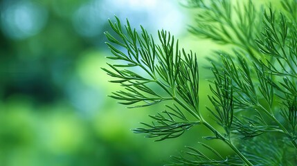Fototapeta premium Close-up of fresh dill herb with dew against a background of lush greenery.