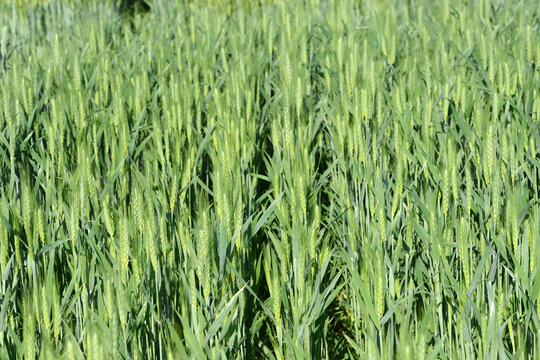 Grannenweizen, Triticum aestivum