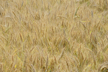 Grannenweizen, Triticum aestivum