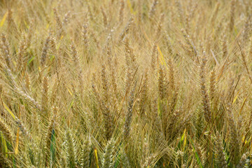 Grannenweizen, Triticum aestivum