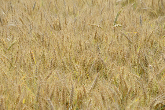 Grannenweizen, Triticum aestivum