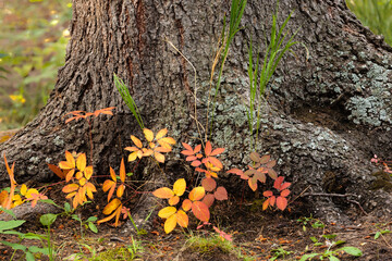 The forest floor is starting to change colors within Rocky Mountain National Park, Colorado in early September