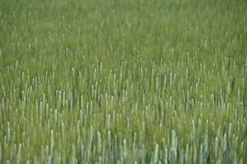 Grannenweizen, Triticum aestivum