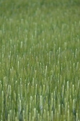 Grannenweizen, Triticum aestivum