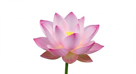 可憐なピンク蓮華 柔らかな光を浴びて美しく咲く. AI Generated