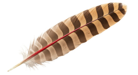 Isolated Feather