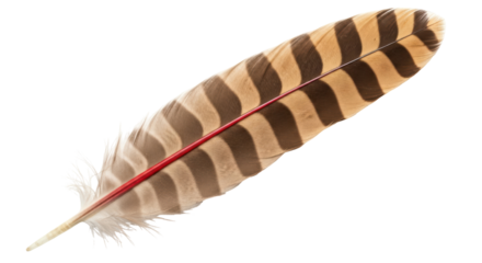 Isolated Feather