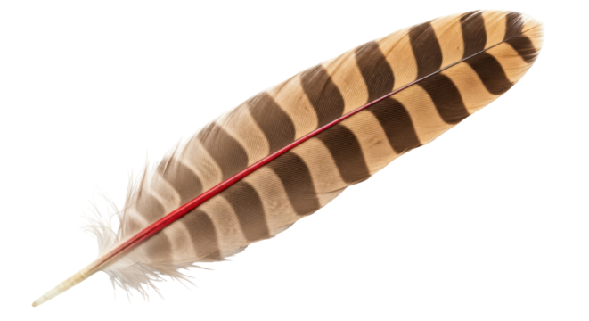 Isolated Feather