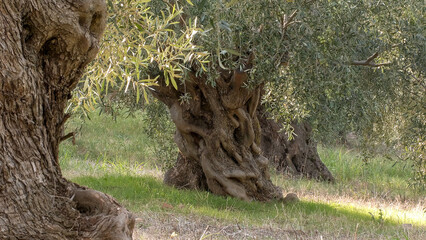 Ancient olive trees.